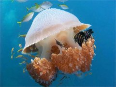 <b>�ʺ����֡�������ǱˮԱ��Ǳ��</b>