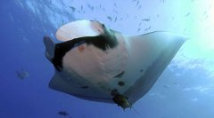 “ħ����”��������������ˮ������