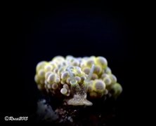 ˮ����Ӱ΢������58��