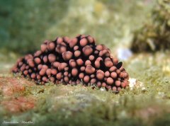 ˮ����Ӱ΢������60��