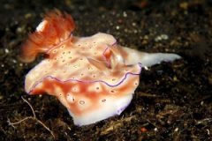 ���������Ĳźÿ�