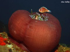 ˮ����Ӱ΢������11��