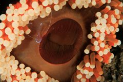 ˮ����Ӱ����ϵ��֮�� ΢����Ӱ