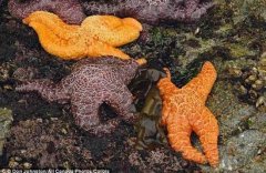 ������ɱ ˺���Լ��������