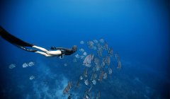 ̩����������Ǳˮ̽��� �����㹲��