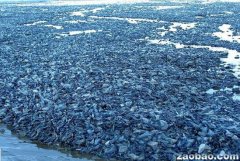 Լ10��ֻˮĸ�������������� �������϶���ɳ̲