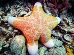 ˮ����Ӱ���ɣ���ʵ�ã�ˮ���ĳ����ղ���������