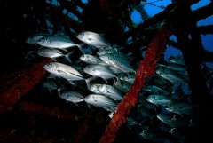 ˮ����Ӱ΢������95��